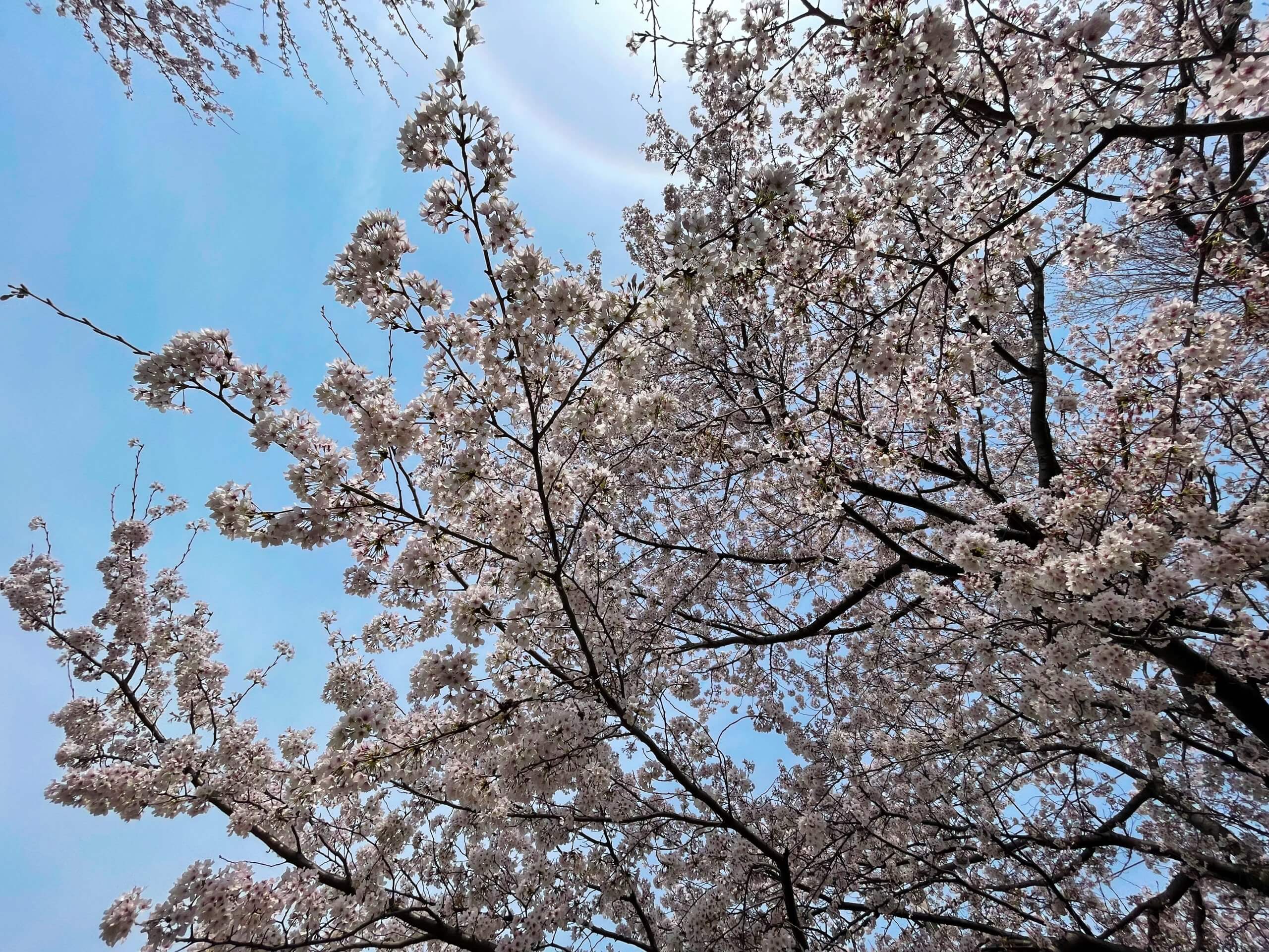 お花見　2022　桜