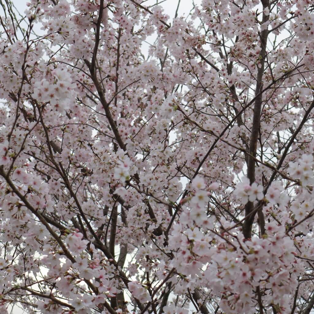 サクラ　桜　お花見　