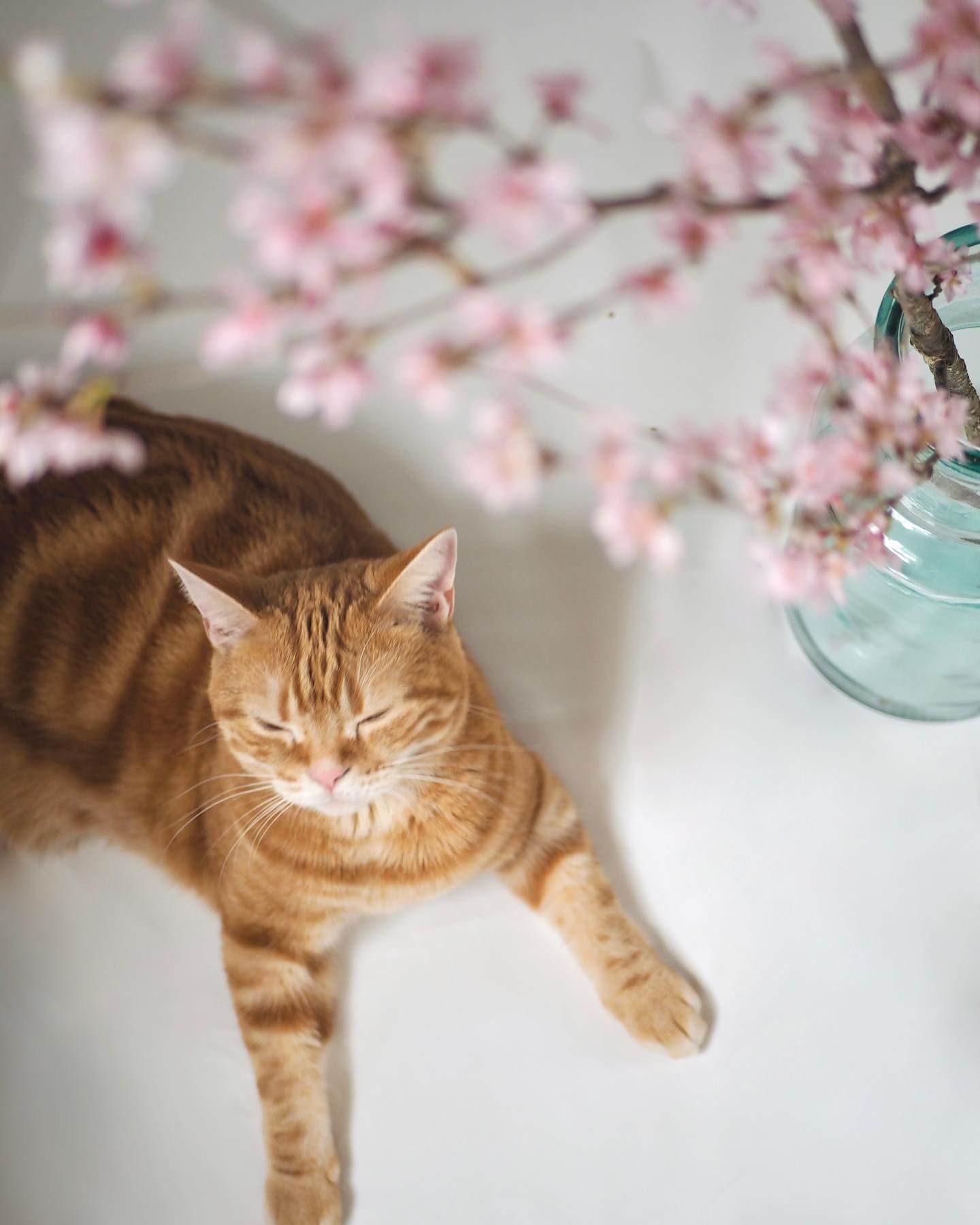 写真：花瓶にさした桜の下で眠そうな猫のつむじちゃん