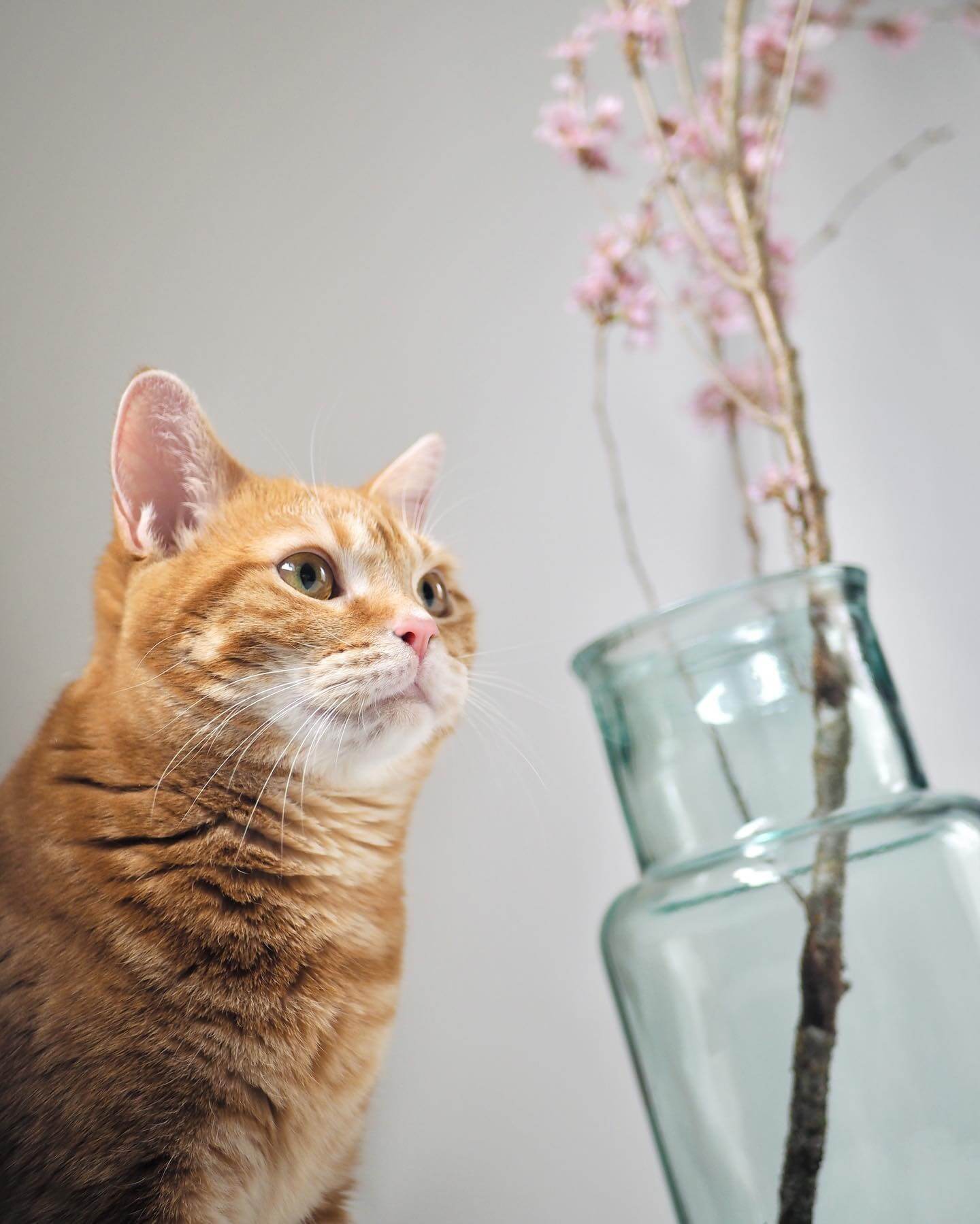写真：瓶に入った桜の枝と眺める猫のつむじちゃん