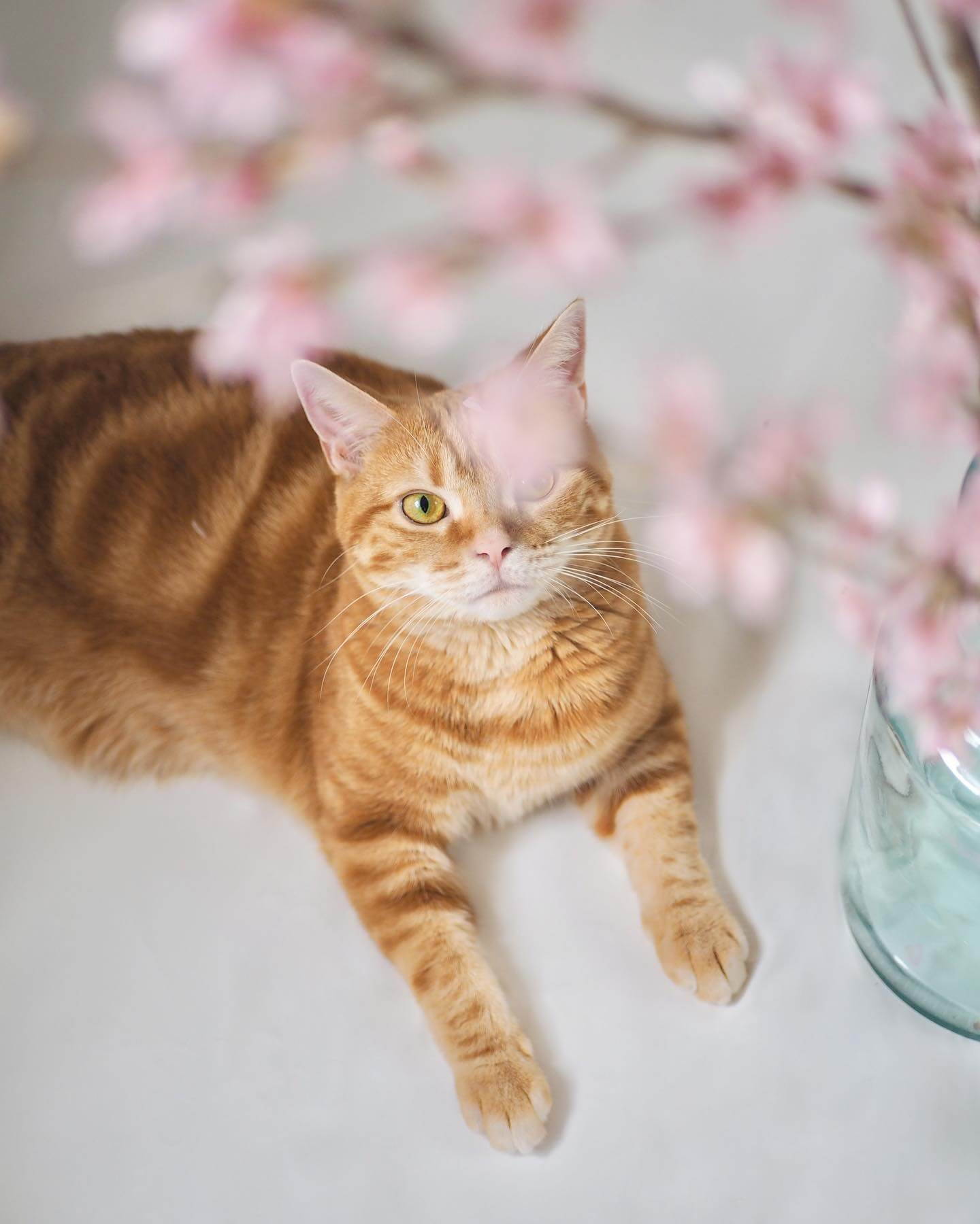 写真：瓶に入った桜の花を眺める猫のつむじちゃん