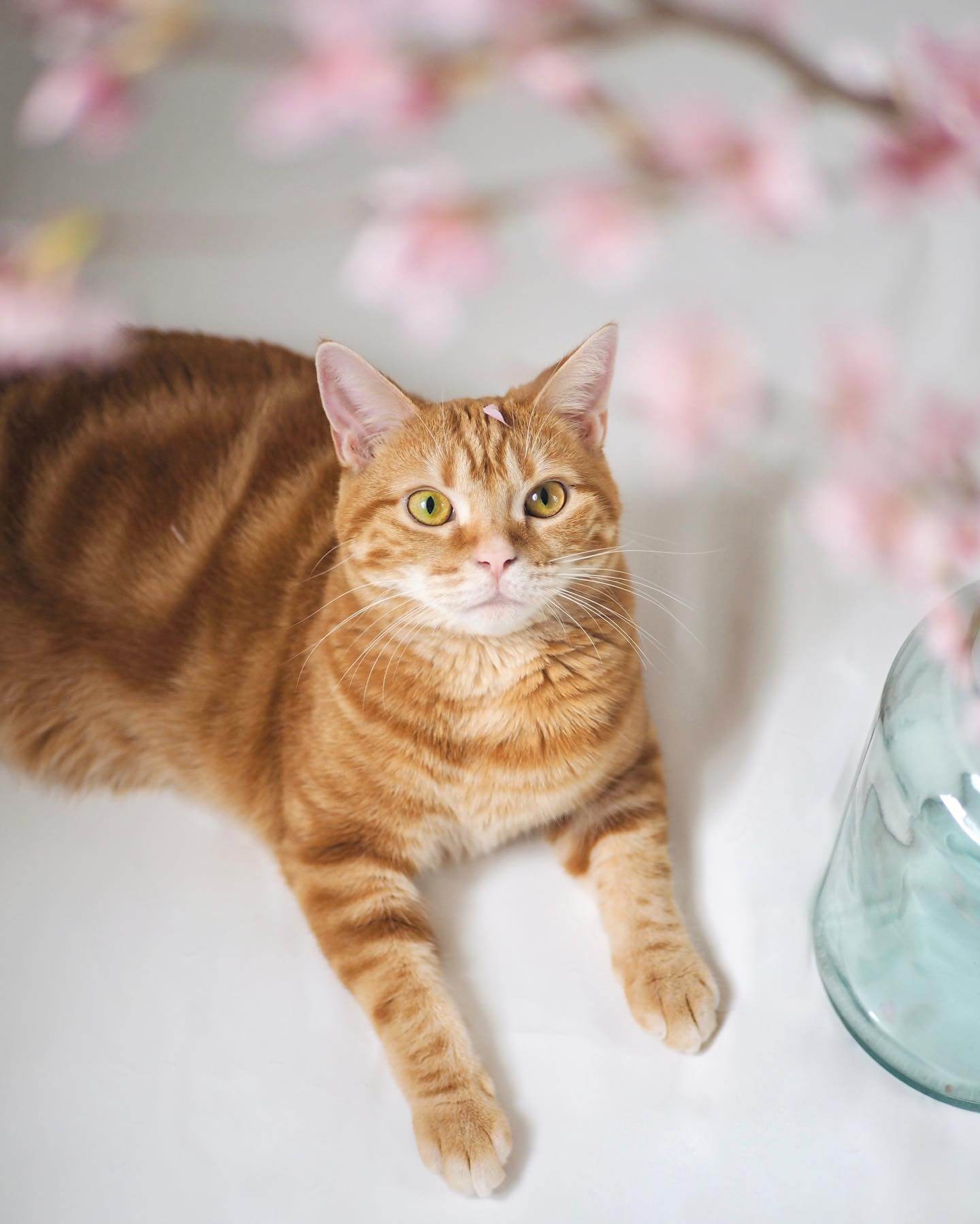 写真：瓶に入った桜の花を下から見上げるように眺める猫のつむじちゃん