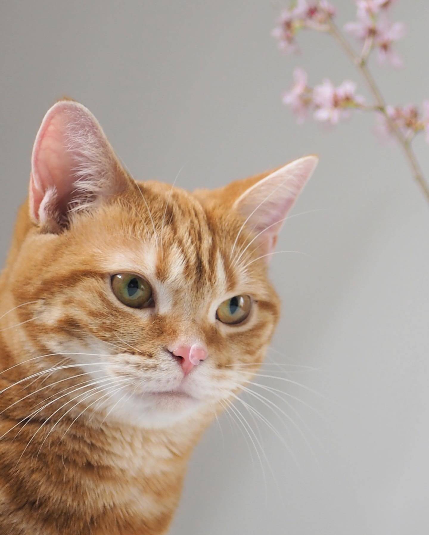 写真：桜の花びらが鼻先についている猫のつむじちゃんの顔のアップ