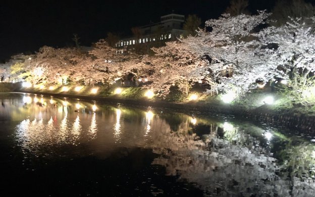 松本城 桜