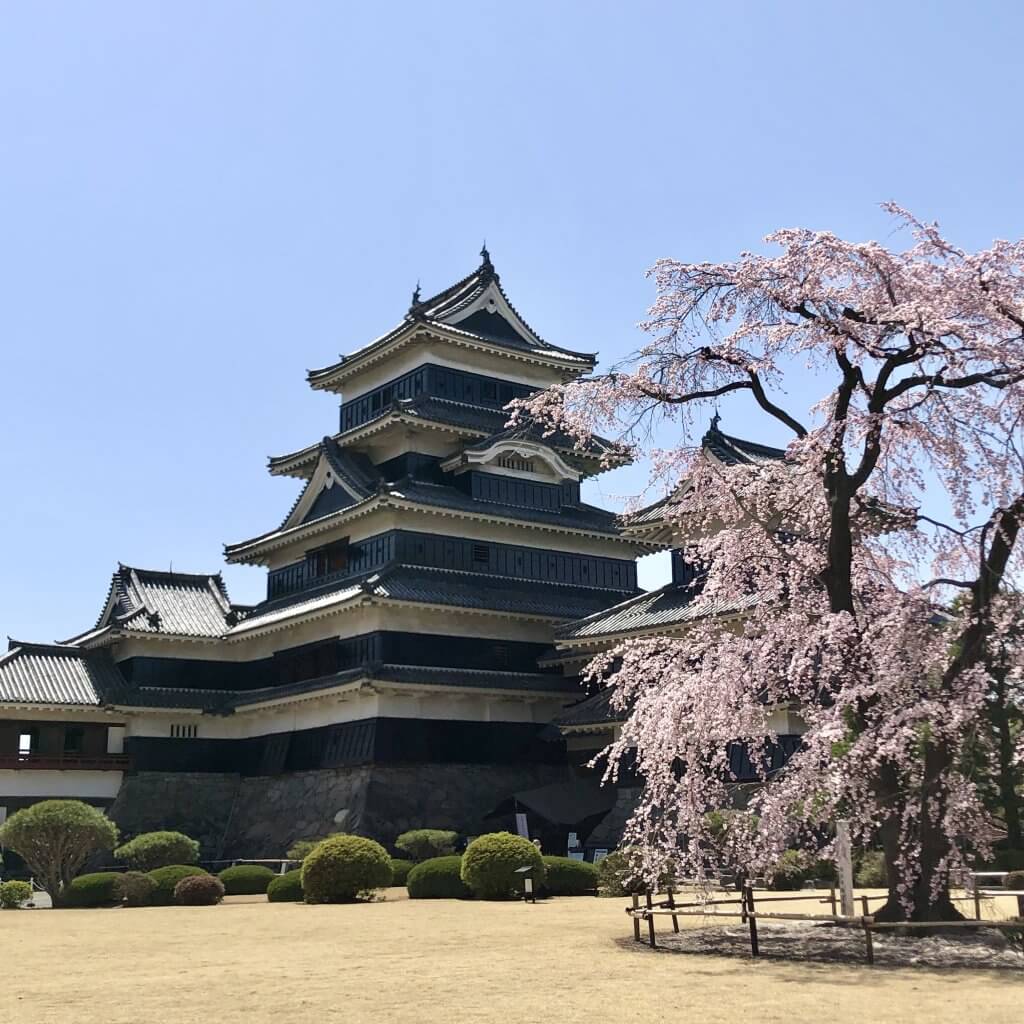 松本城　桜