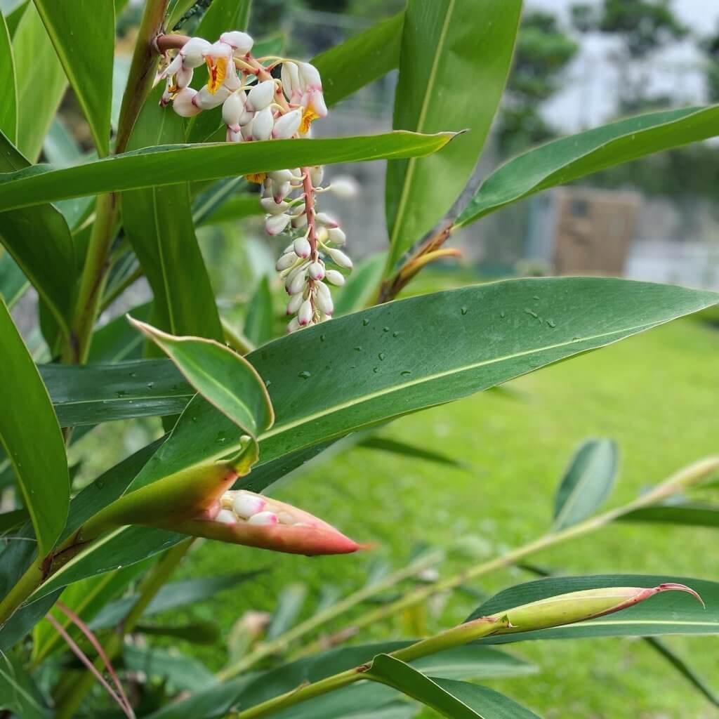 月桃の花を食べてみたい 実験パート１ Lee