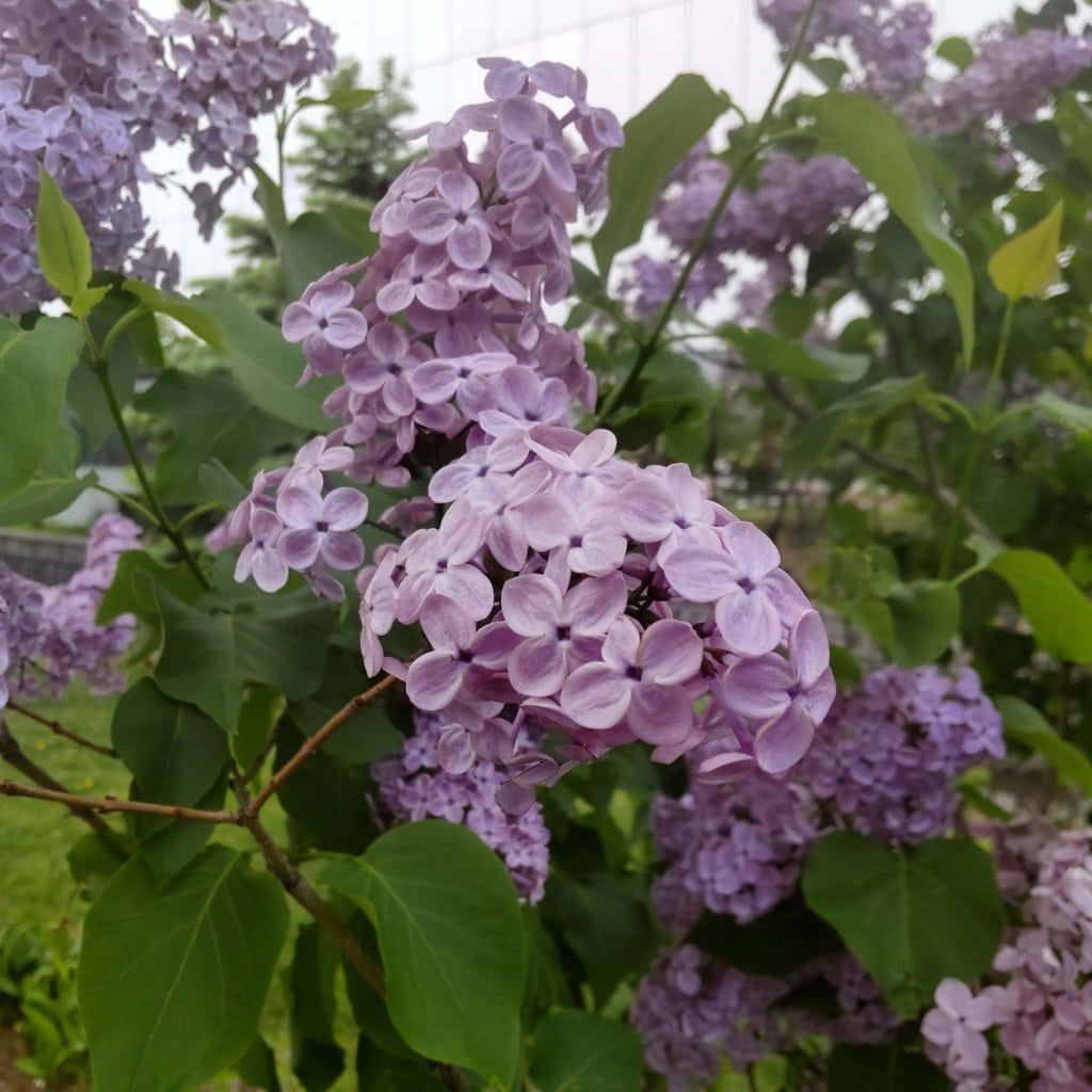 sapporo 札幌　テレビ塔　大通公園