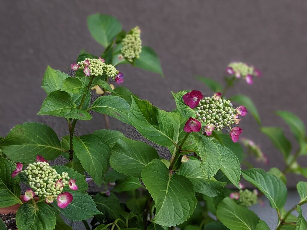 庭の紫陽花