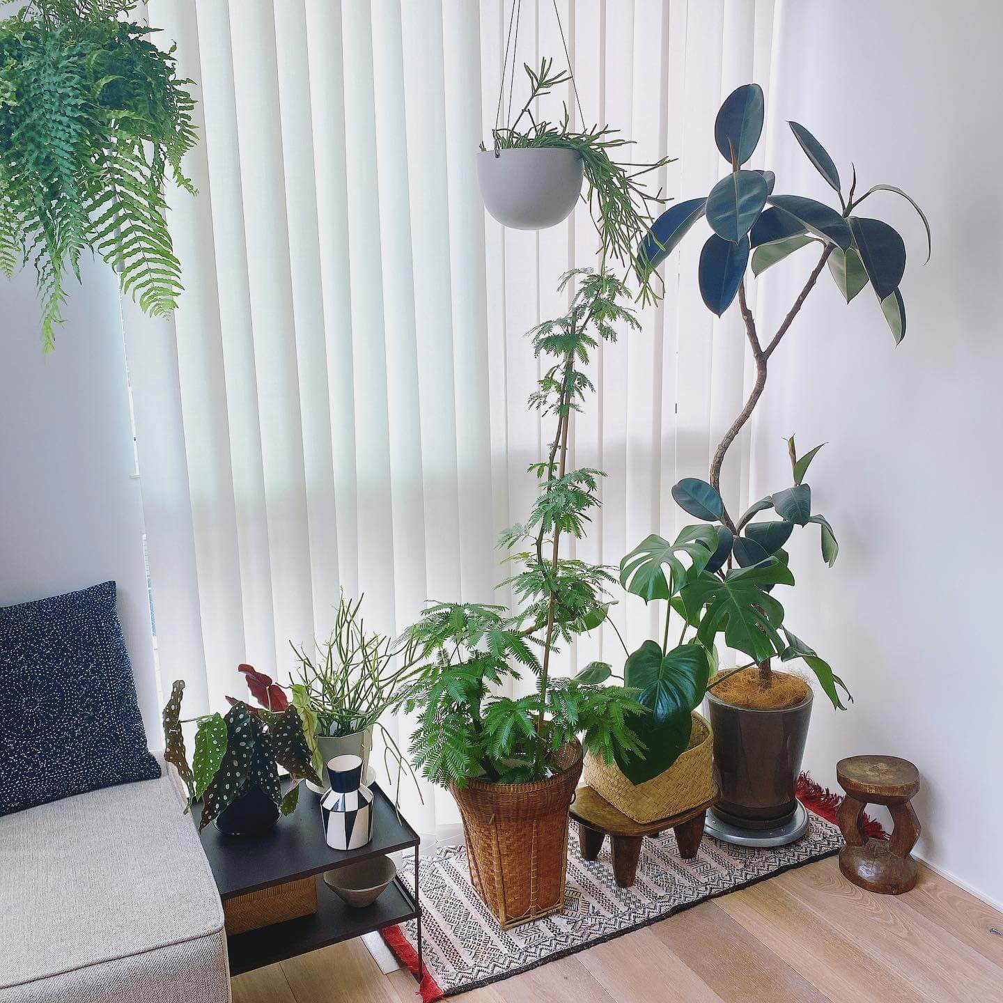 写真：観葉植物が並んだ室内の写真