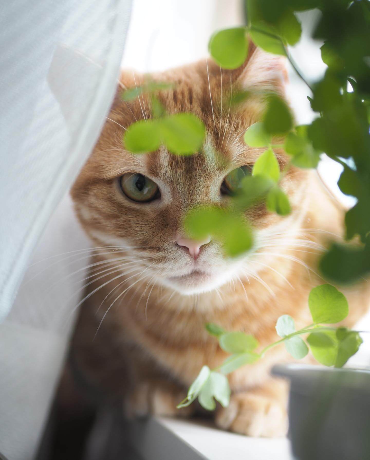 写真：室内で栽培している豆苗の葉ごしに、じっと正面を見つめる猫のつむじちゃん