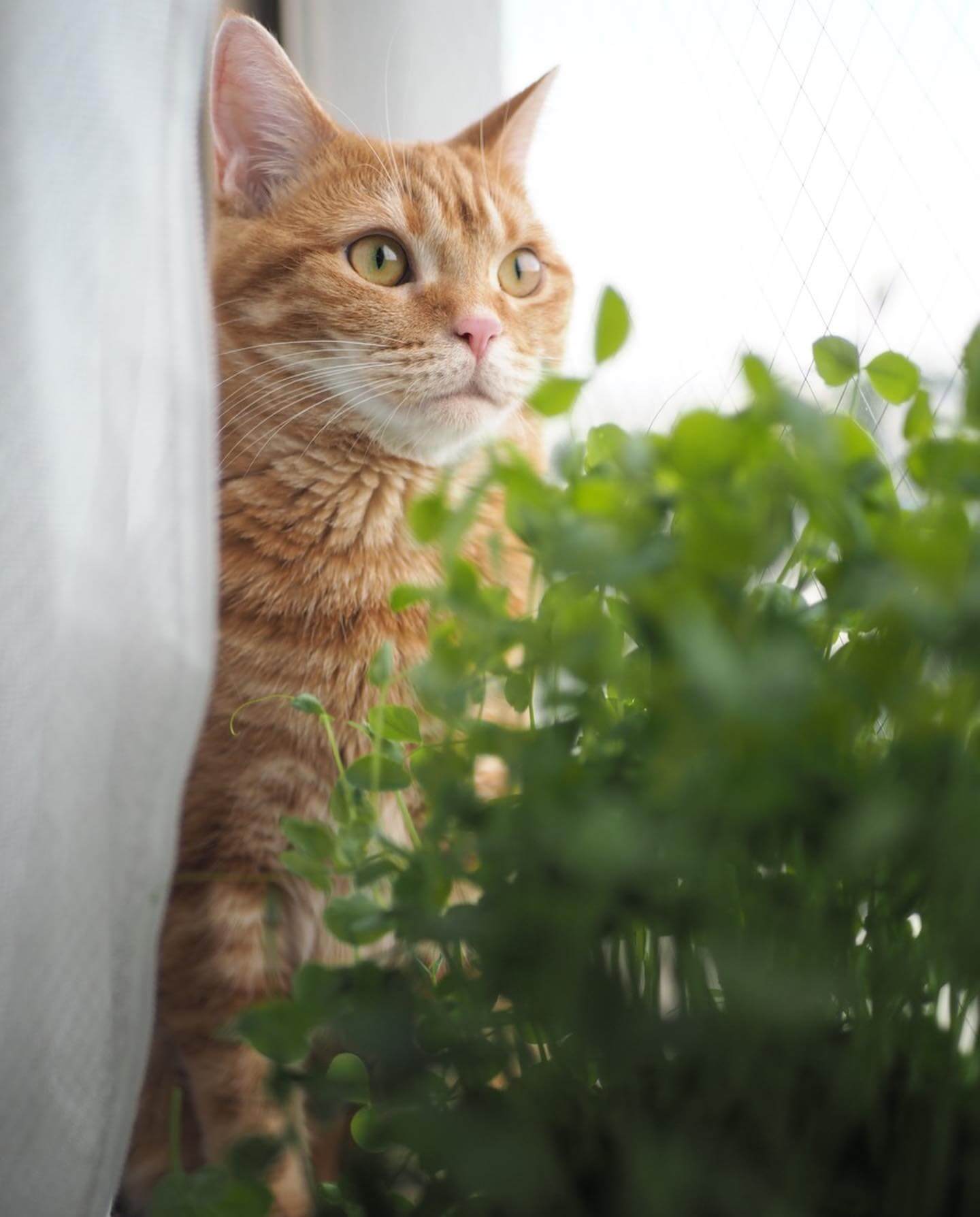 写真：室内で栽培している豆苗のそばで窓の外を見つめる猫のつむじちゃん