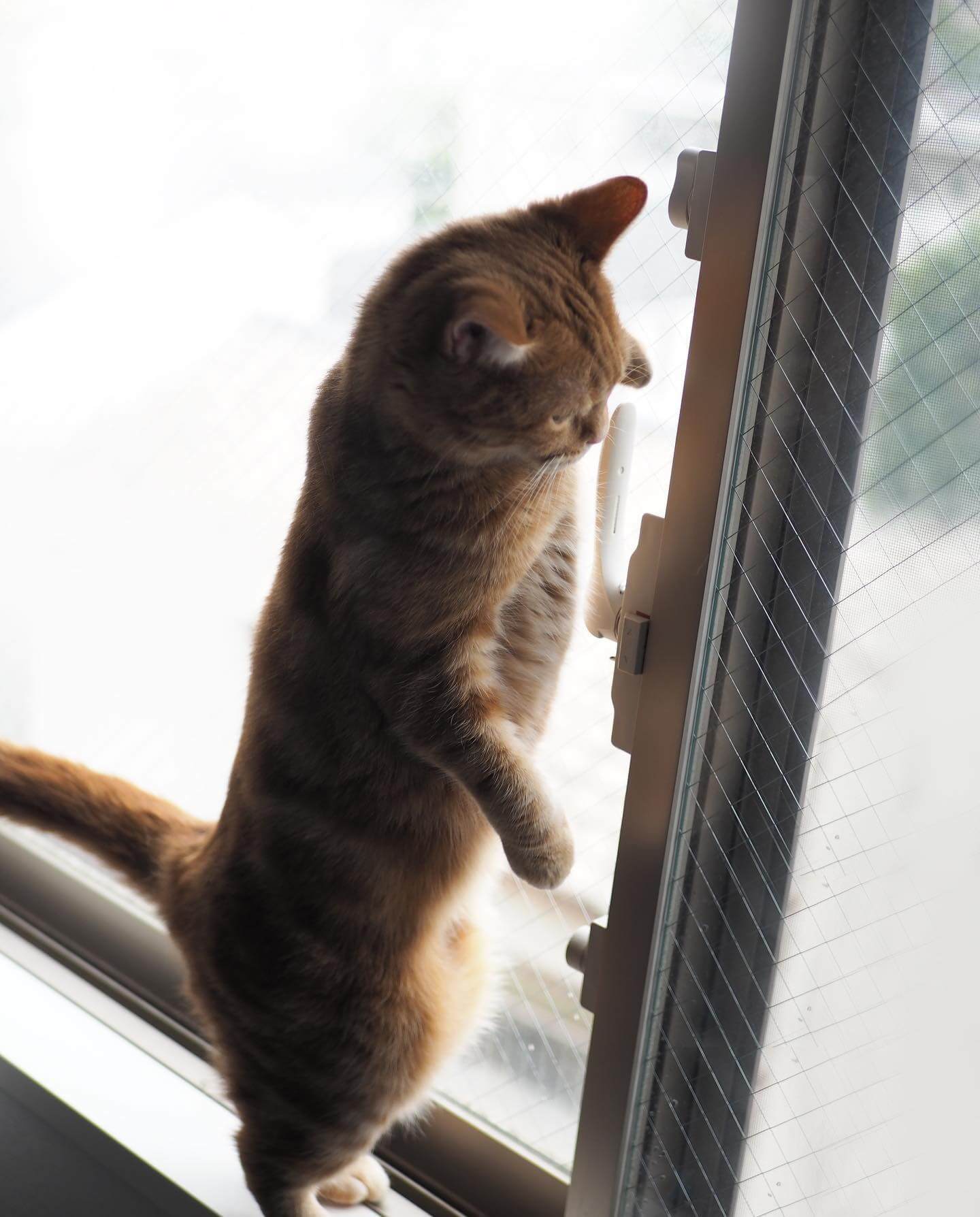 写真：立ち上がって窓のカギに挑む猫のつむじちゃん