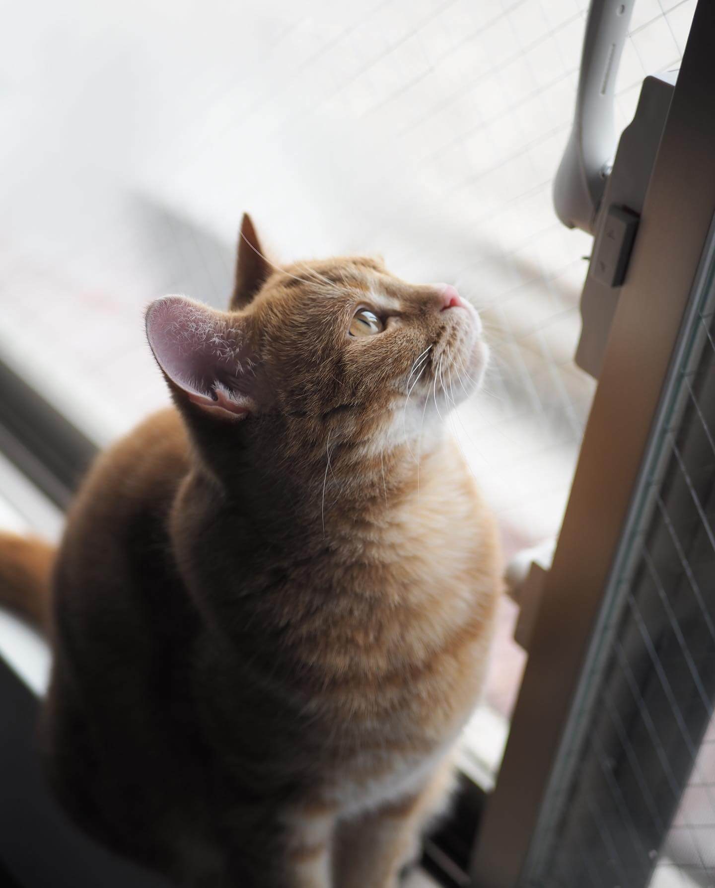 写真：窓のサッシのカギをじっと見つめる猫のつむじちゃん