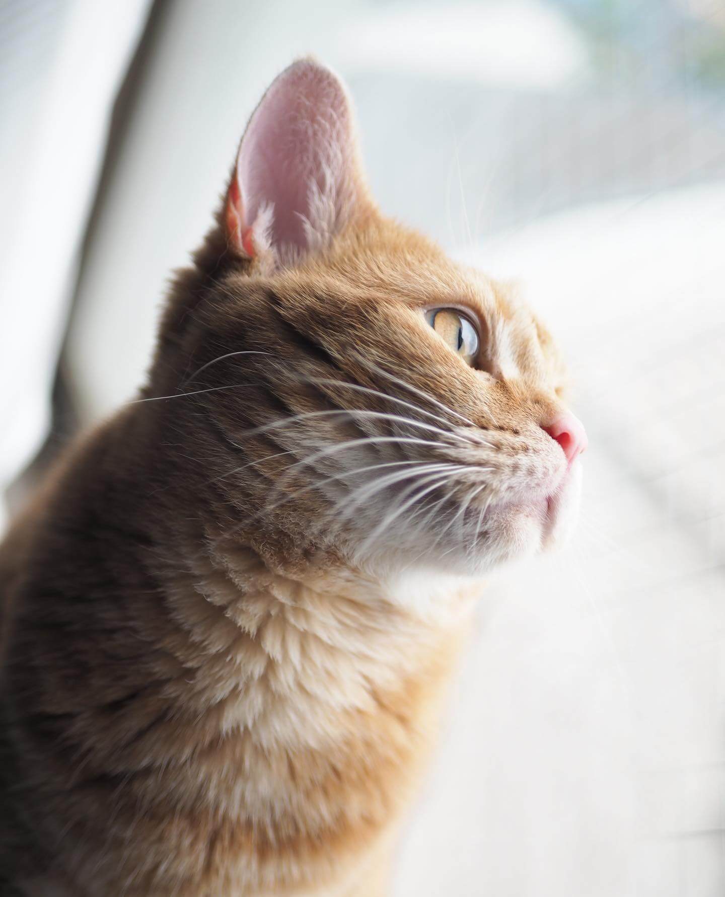 写真：窓の外を眺める猫のつむじちゃんの横顔