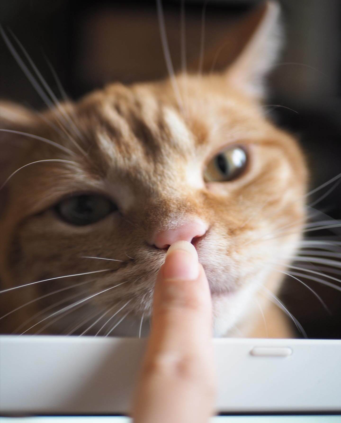 写真：飼い主なつおの指のにおいをかぐ猫のつむじちゃんの正面顔