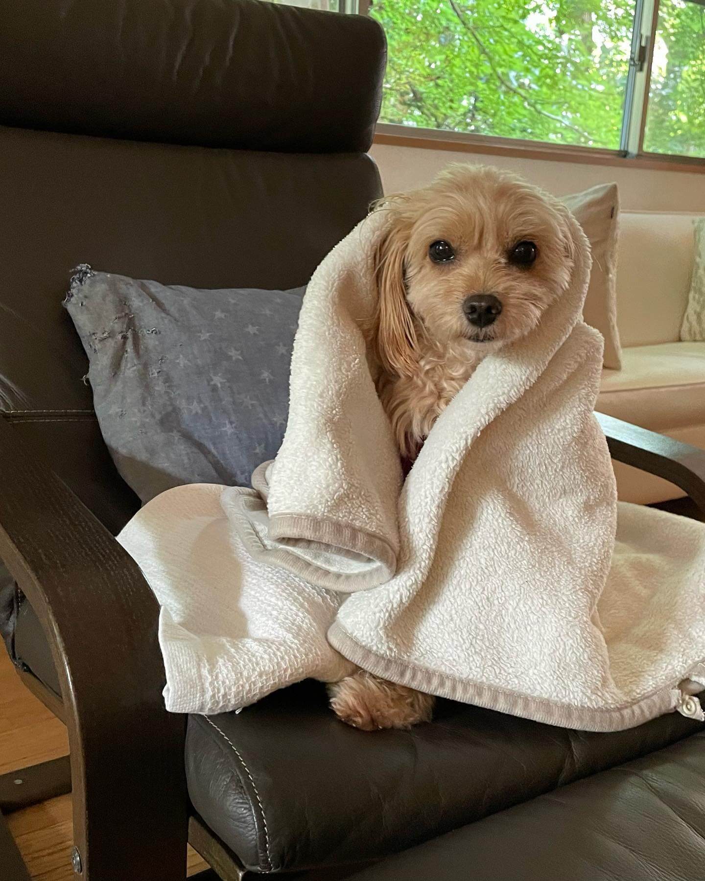 写真：犬のルークさんが毛布をかぶっている