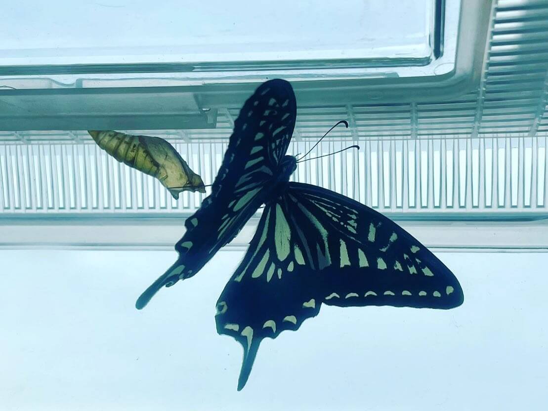 写真：さなぎからアゲハ蝶へ羽化したばかりの様子