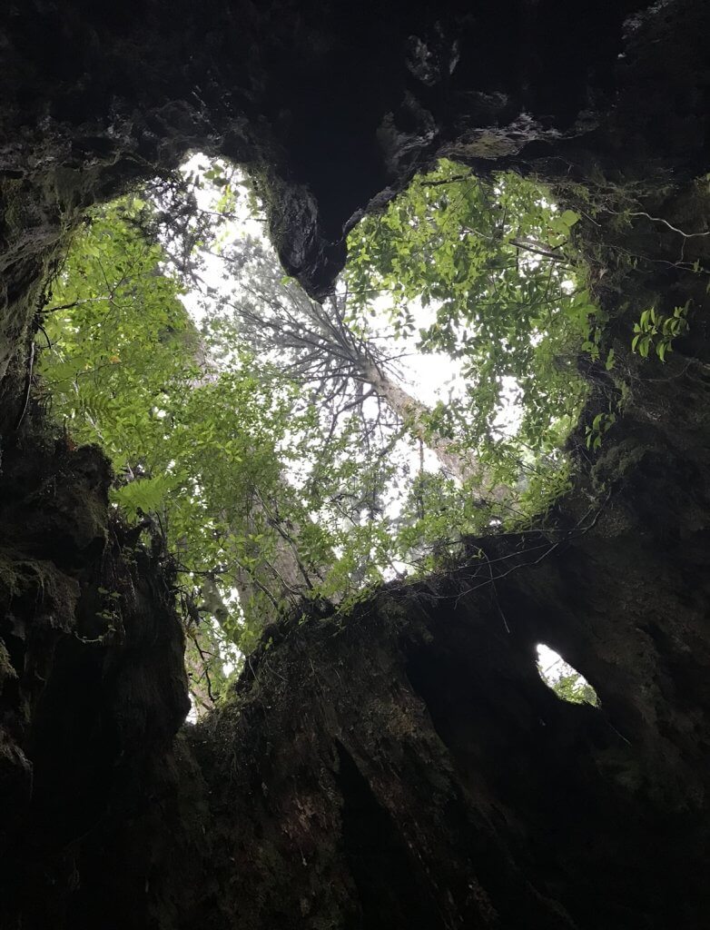 自然が生み出した奇跡が凝縮された「屋久島国立公園」／わたしの国立