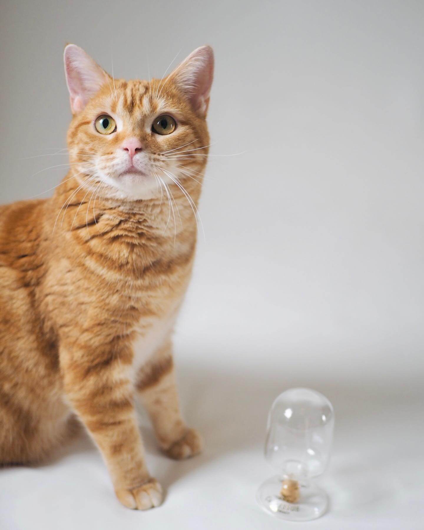 写真：CAT'S ISSUE(@catsissue)の「CAT'Sヒゲ入れガラス容器」とつむじちゃん