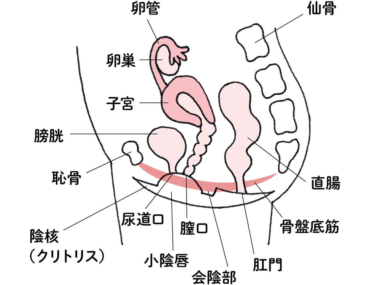 卵管 卵巣 子宮 膀胱 恥骨 陰核（クリトリス） 尿道口 小陰唇 膣口 会陰部 肛門 骨盤底筋 直腸 仙骨