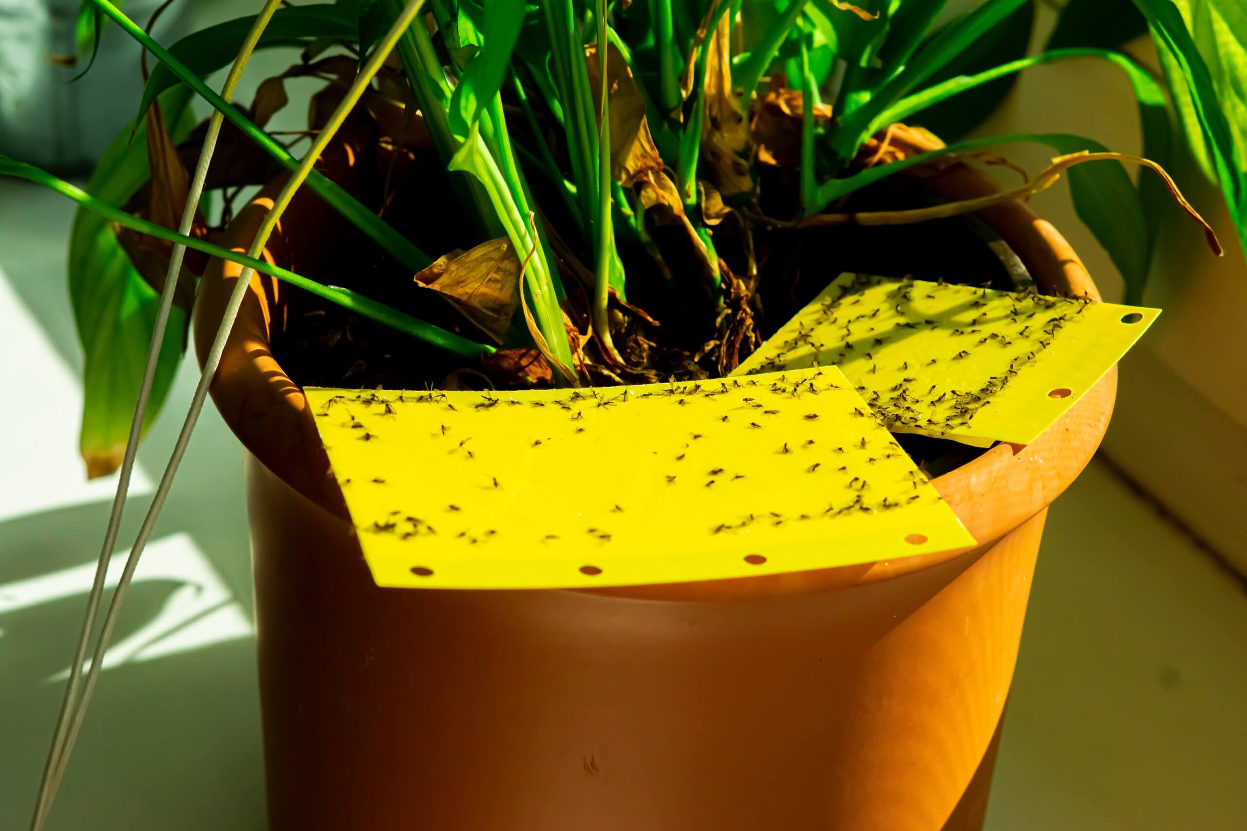 鉢の下はゴキブリの巣窟 観葉植物まわりの衛生問題 防虫剤以外に できる対策は Lee