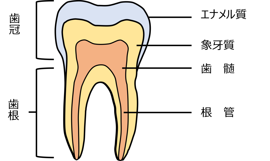 歯髄を守る「歯内療法」とは…