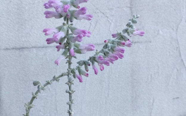 サルビア　レウカンサ　ピンクアメジスト