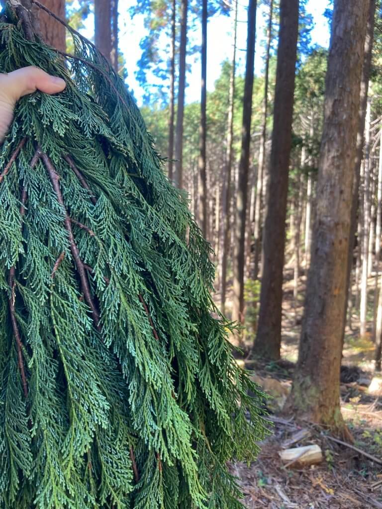 ヒノキの葉