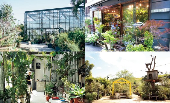 お気に入りの「シンボルツリー」がきっと見つかる！人気ショップ5選