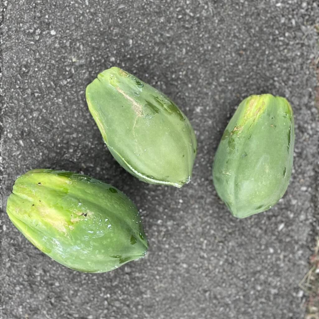 パパイヤ、沖縄、庭