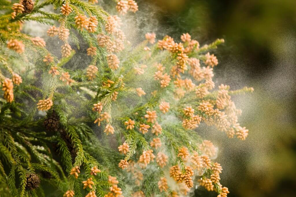 花粉症　花粉