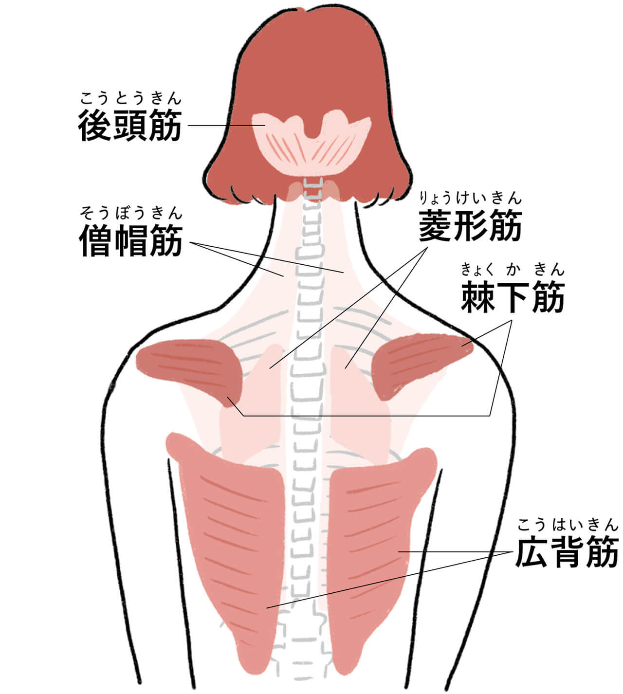 体の後ろ側の筋肉が伸びたまま固まってしまい、痛みを伴う「肩こり」に！　後頭筋（こうとうきん）　僧帽筋（そうぼうきん）　菱形筋（りょうけいきん）　棘下筋（きょくかきん）　広背筋（こうはいきん）