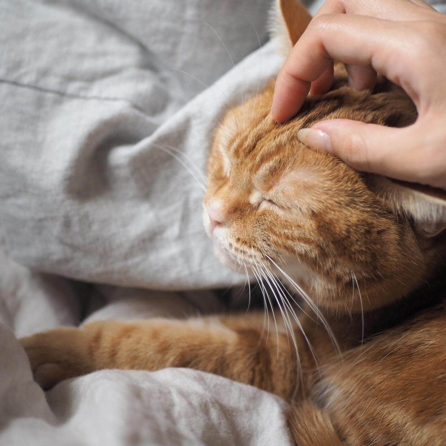 写真：猫のつむじちゃんが頭を撫でられて気持ちよさそうに目を細めている様子