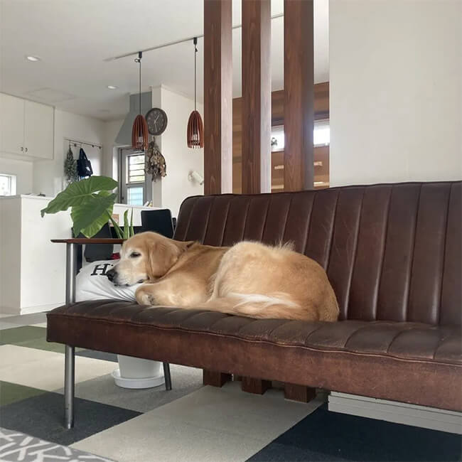 写真：ソファに寝そべる犬と観葉植物
