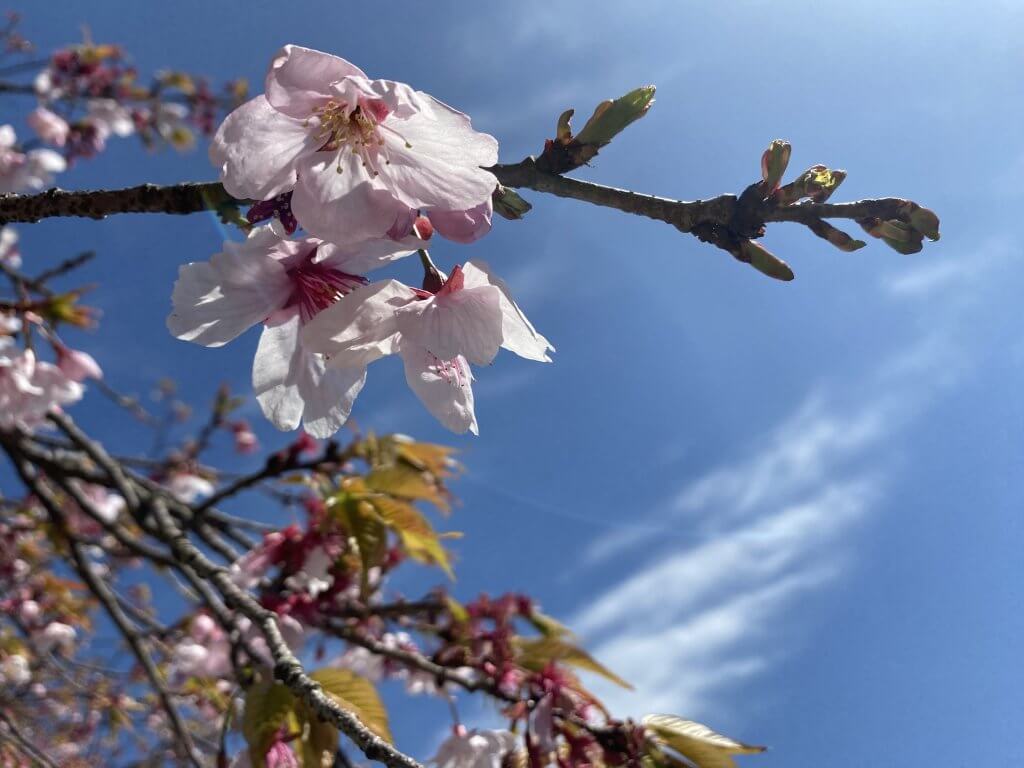 仙巌園　桜