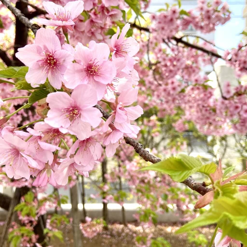桜　お花見　春