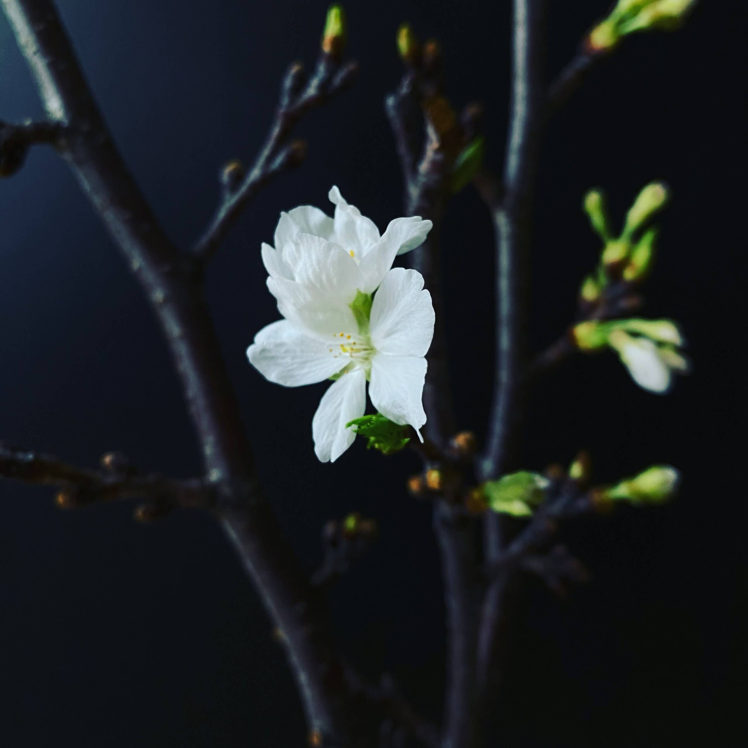 写真：桜の花　桜の枝　部分撮り