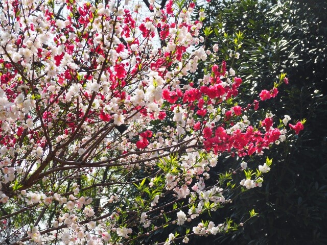 桜　神奈川県