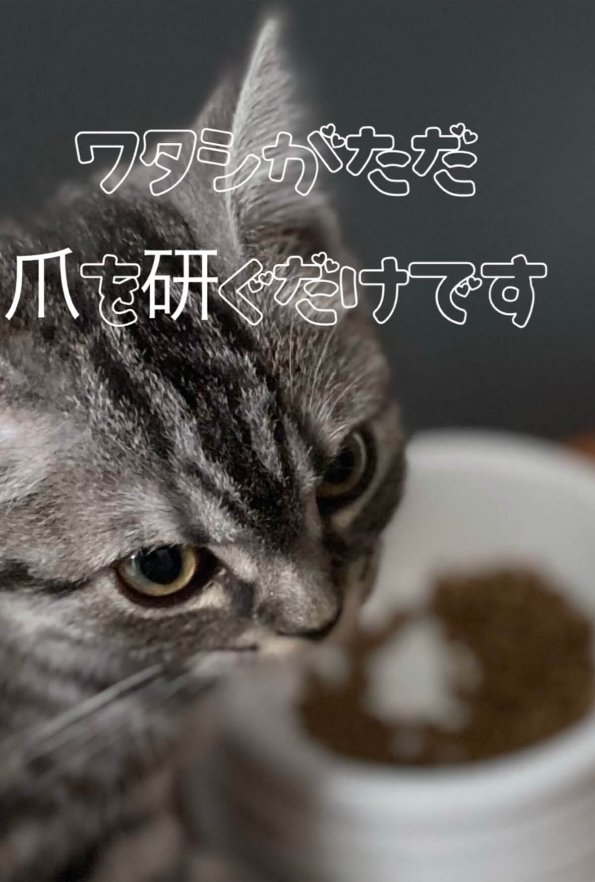 写真：猫の顔／文字：私がただ爪を研ぐだけです
