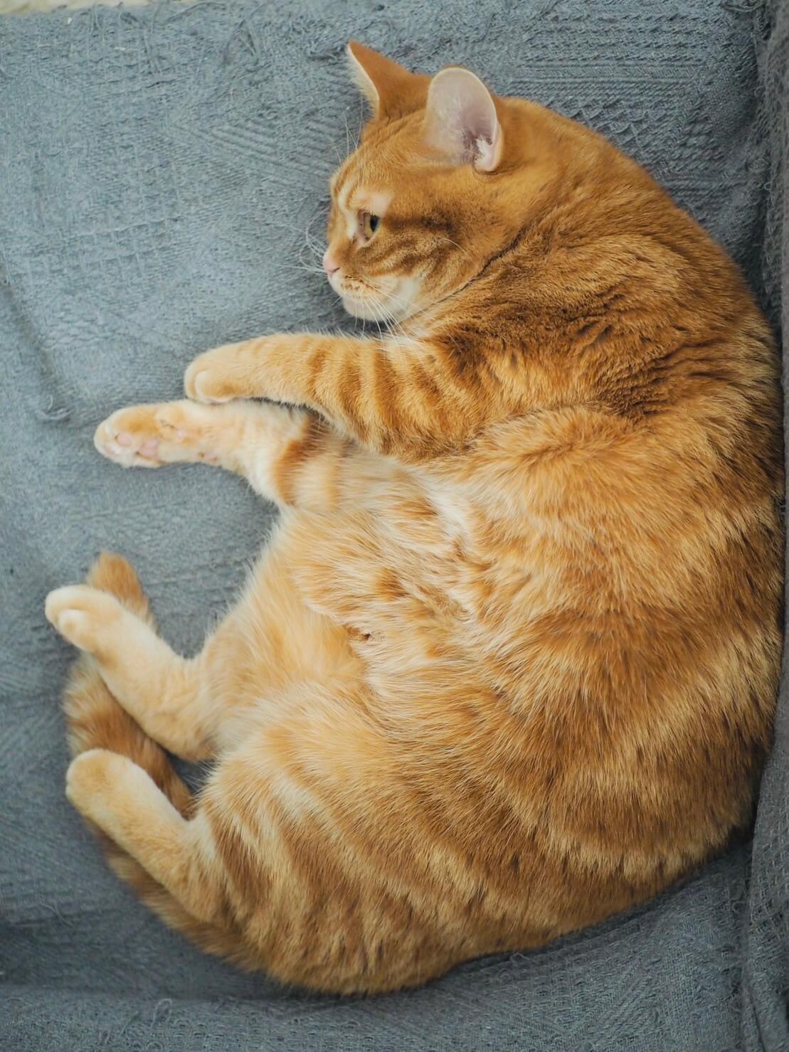 写真：丸く縮こまる猫のつむじちゃん