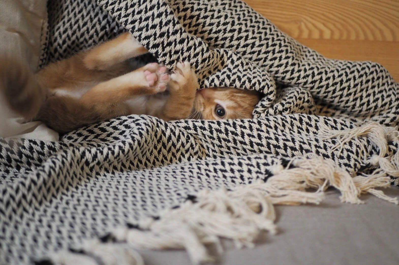 写真：ストールの中に埋もれる猫のつむじちゃん