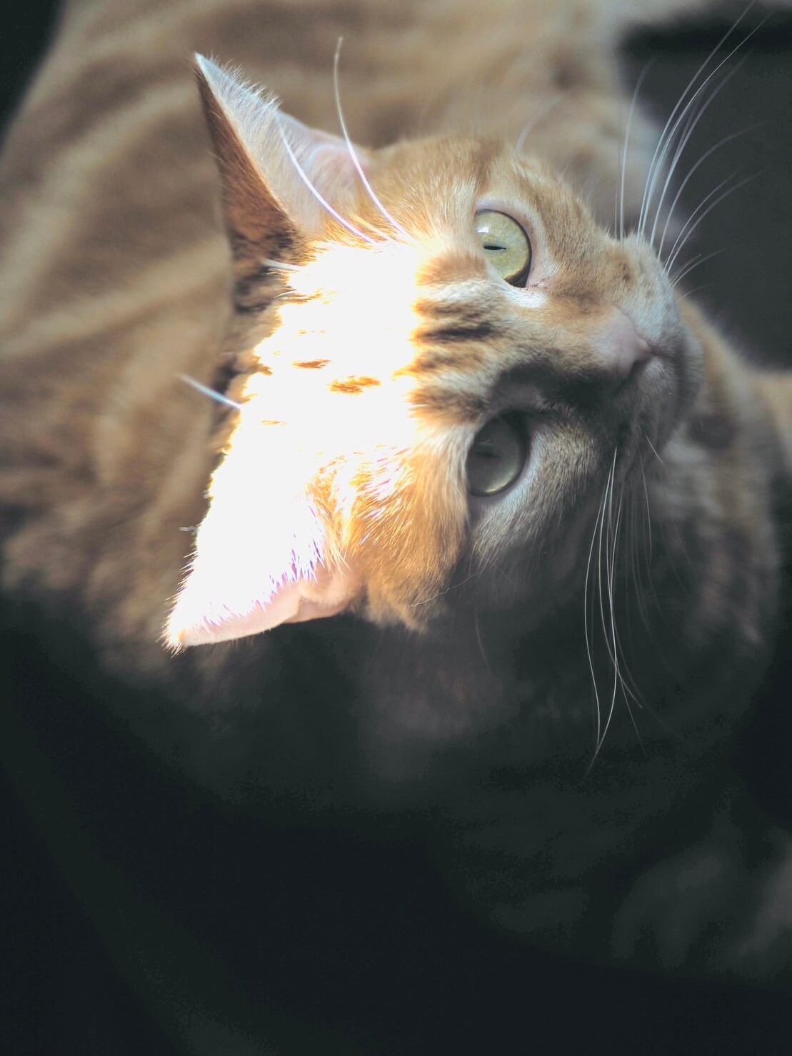 写真：明るい陽ざしを受ける猫のつむじちゃん