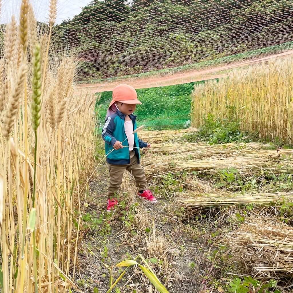 岸本ファーム、小麦、大麦、麦刈り、沖縄