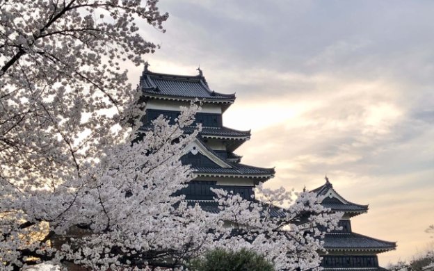 桜　お花見　松本城　長野