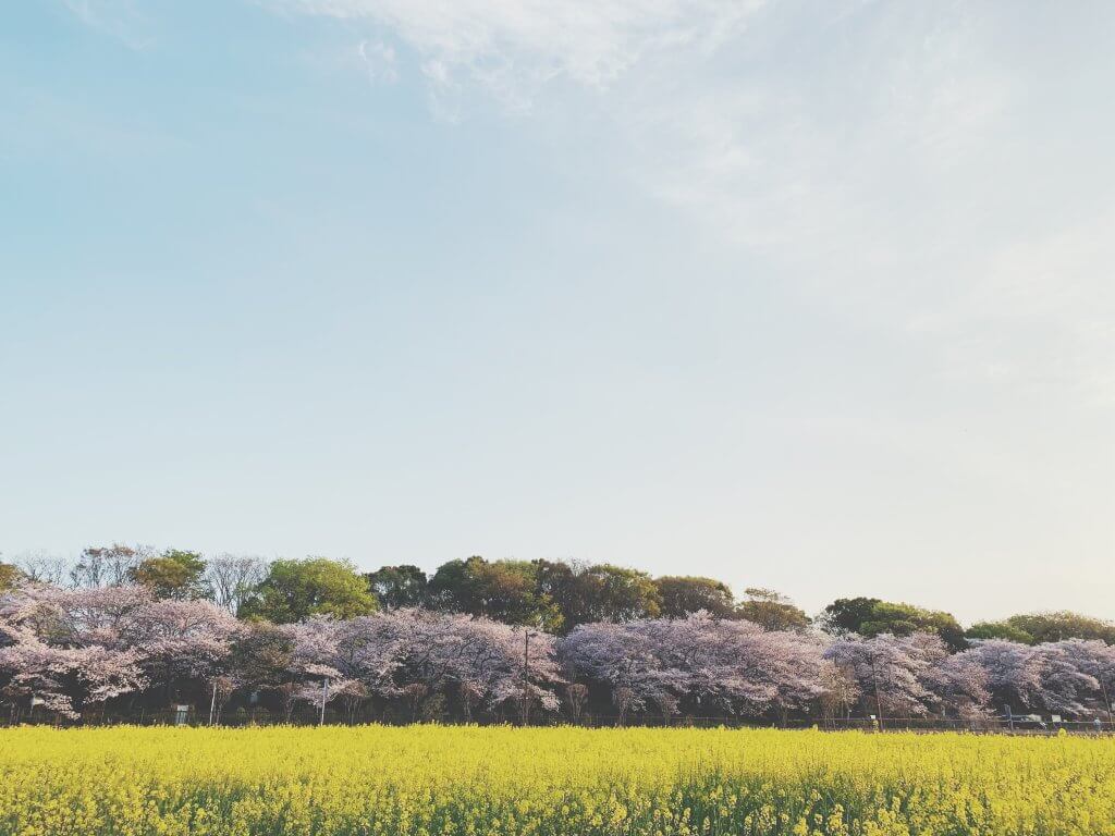 写真　春　桜並木と菜の花の風景
