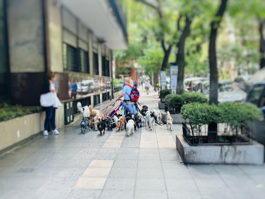 たくさんの犬を散歩させるアルゼンチン人