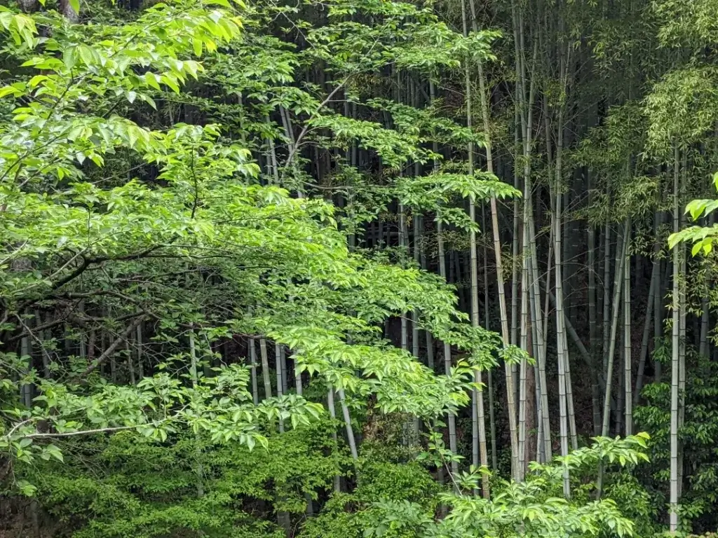 写真:京都天王山の麓の竹と桜