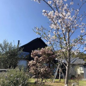 写真　桜の木と自宅