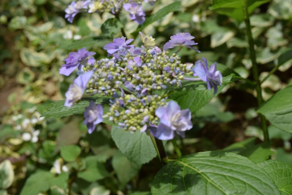 写真　庭の紫陽花