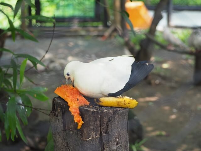 マニラ動物園